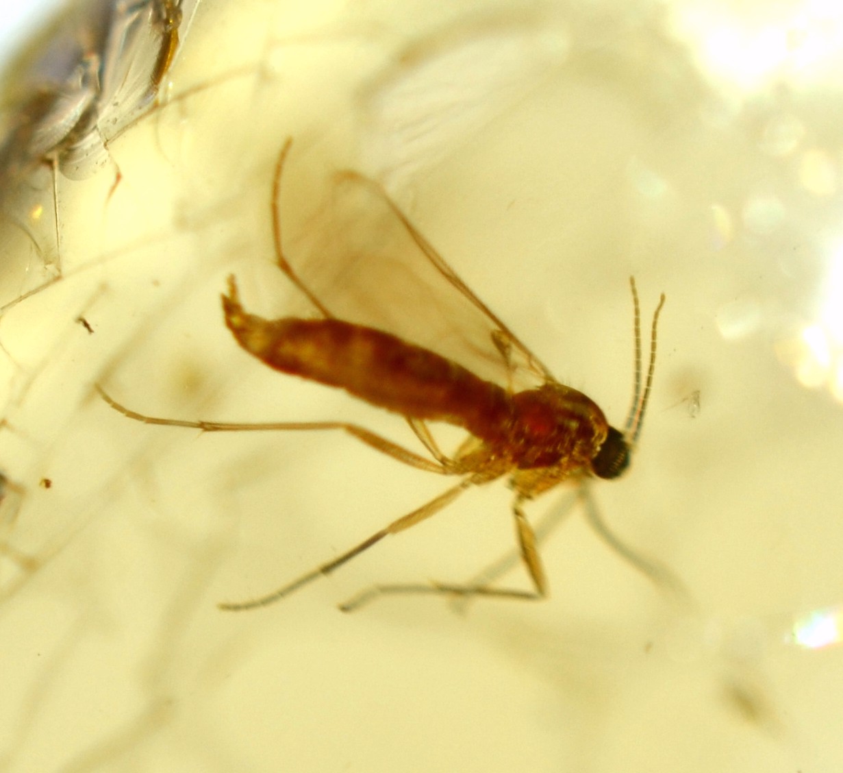 amber with insect