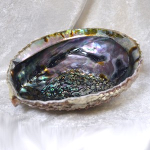 abalone shell bowl