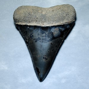 shark's tooth fossil