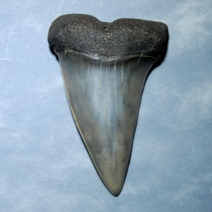 shark's tooth fossil