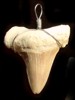 sharks tooth pendant