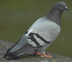 Pigeon totem symbol
